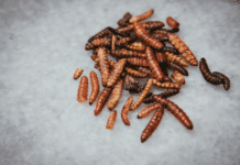 Investigador de UG pide denunciar presencia de gusano barrenador