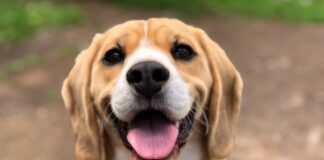 Patitas en el SIT promueve adopción de lomitos en situación de calle