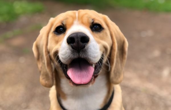 Patitas en el SIT promueve adopción de lomitos en situación de calle