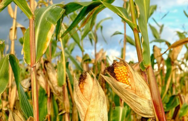 Investigador de UG busca revalorizar dieta mediante milpa mexicana