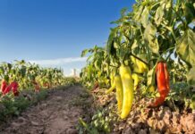 Investigador de UG ve sustitución de hongos por pesticidas en el campo