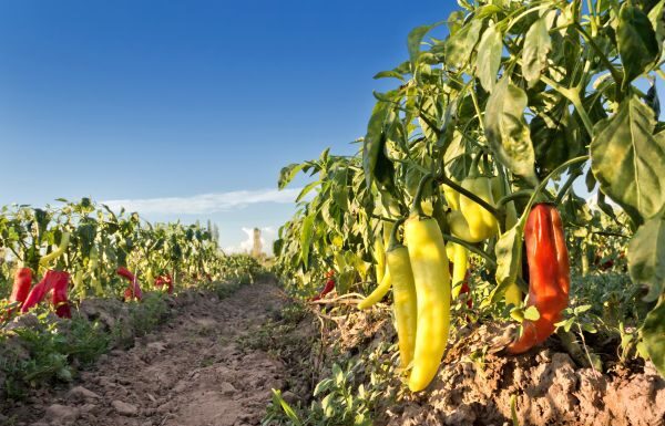 Investigador de UG ve sustitución de hongos por pesticidas en el campo