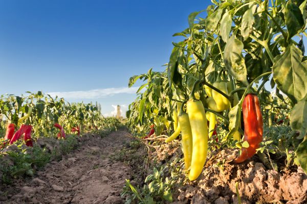 El terrorismo es la negación de las vías legales, del diálogo y la mediación, y en el caso que nos ocupa, una amenaza constante en la zona (38)