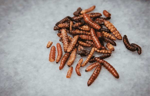 Investigador de UG pide denunciar presencia de gusano barrenador