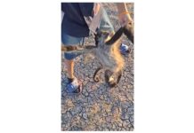 Hallan cadáver de mono araña en presa aledaña al Zoológico de León (Vídeo)