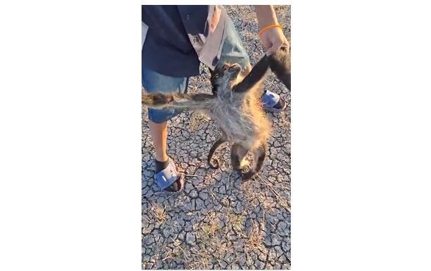 Hallan cadáver de mono araña en presa aledaña al Zoológico de León (Vídeo)