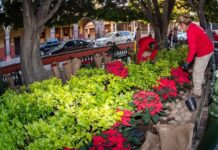 Embellecen San Miguel de Allende con tradicionales nochebuenas
