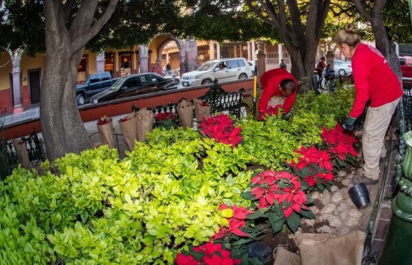 Embellecen San Miguel de Allende con tradicionales nochebuenas