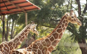 Zoo León es una opción para disfrutar en Navidad y Año Nuevo