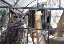 Anuncia Ale Gutiérrez que fortalecerán al Zoológico de León