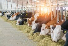 Guanajuato certifica a verificadores estatales de ganado