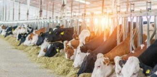 Guanajuato certifica a verificadores estatales de ganado