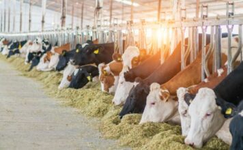 Guanajuato certifica a verificadores estatales de ganado