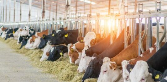 Guanajuato certifica a verificadores estatales de ganado