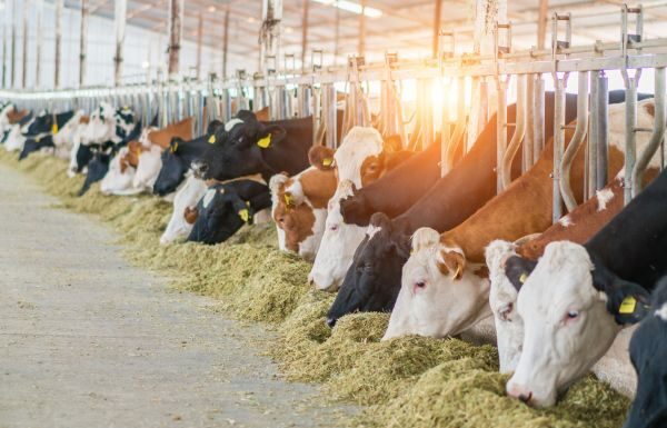 Guanajuato certifica a verificadores estatales de ganado