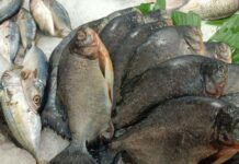 PROFECO vigilará precios durante cuaresma