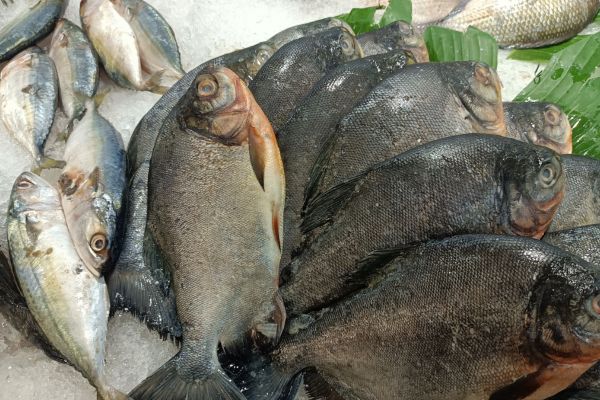 El terrorismo es la negación de las vías legales, del diálogo y la mediación, y en el caso que nos ocupa, una amenaza constante en la zona (74)