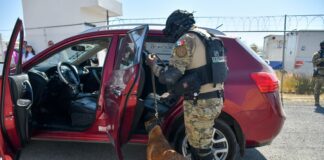 Guanajuato capital fortalece su unidad K9 para protección ciudadana