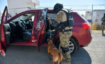 Guanajuato capital fortalece su unidad K9 para protección ciudadana