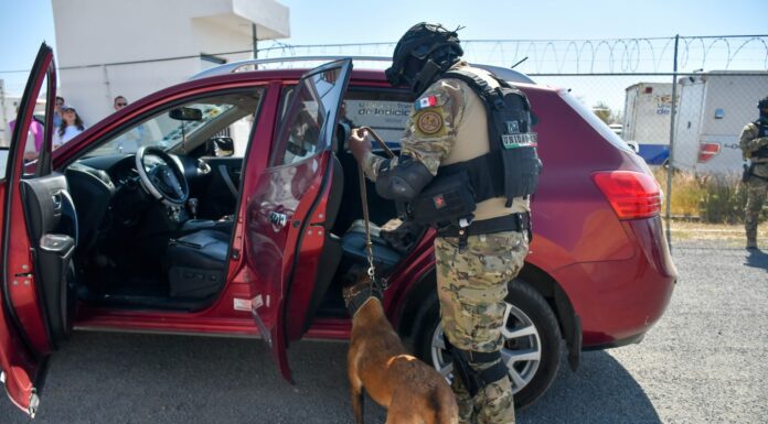 Guanajuato capital fortalece su unidad K9 para protección ciudadana