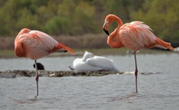 Avistamiento de aves consolida al Parque Metropolitano de León