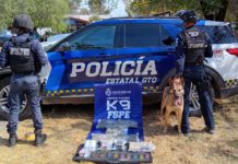 La unidad K9 de Policía Estatal descubre vapeadores con marihuana