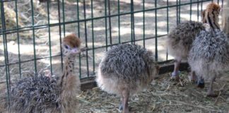 Nacen cuatro avestruces en Zoo León