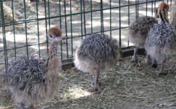 Nacen cuatro avestruces en Zoo León