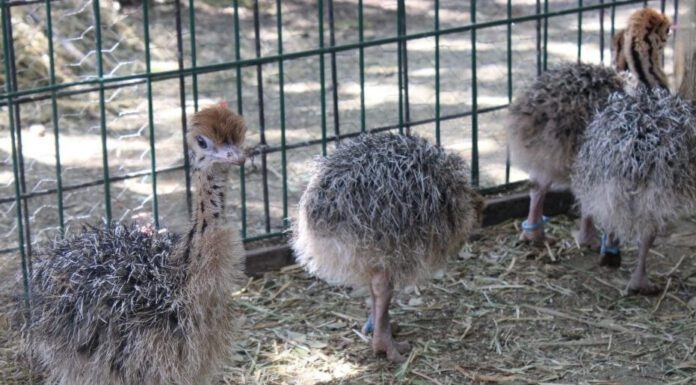 Nacen cuatro avestruces en Zoo León