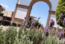 Embellecen a León con los colores de primavera