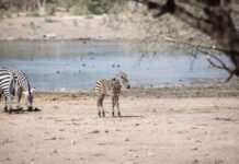 ZooLeón es centro de preservación de especies endémicas