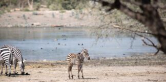 ZooLeón es centro de preservación de especies endémicas