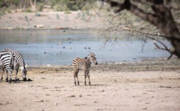 ZooLeón es centro de preservación de especies endémicas