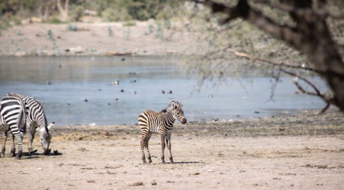 ZooLeón es centro de preservación de especies endémicas