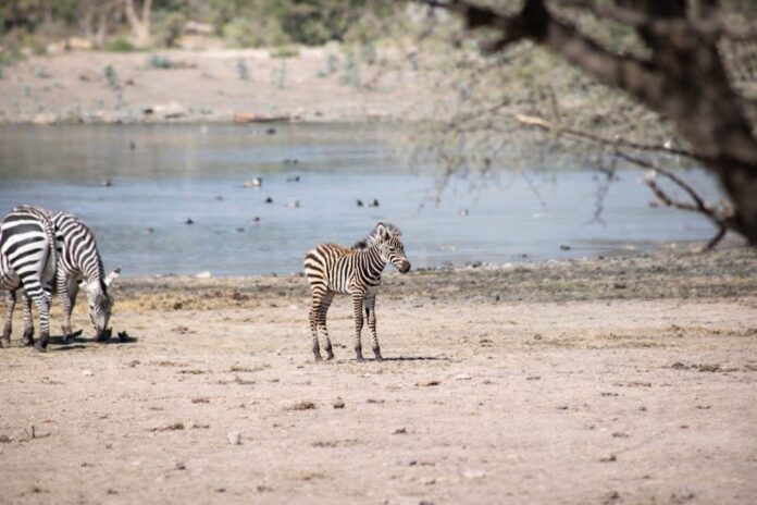 916ba675-0c41-4ed4-aa28-01e024269ed3