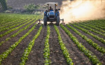 Guanajuato podría retomar mecanismo de crédito FIRA