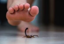 Cuenta Guanajuato con suficiente suero antialacránico: Secretaría de Salud