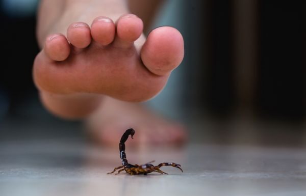 Cuenta Guanajuato con suficiente suero antialacránico: Secretaría de Salud