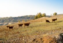 Detectan primer caso de gusano barrenador en Guanajuato