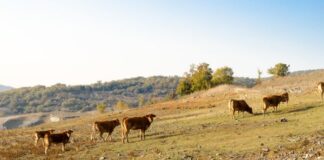 Detectan primer caso de gusano barrenador en Guanajuato