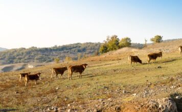 Detectan primer caso de gusano barrenador en Guanajuato