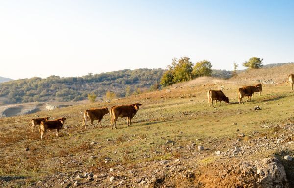 Detectan primer caso de gusano barrenador en Guanajuato