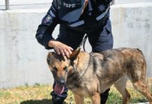 Ellas, y sus binomios, trabajan por recuperar la paz en Guanajuato