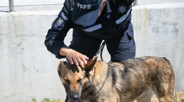 Ellas, y sus binomios, trabajan por recuperar la paz en Guanajuato