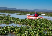 Van por solución al problema del lirio acuático en la Presa Allende