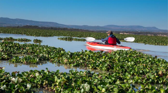 Van por solución al problema del lirio acuático en la Presa Allende