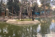 Próxima semana habrá terna para director de Zoo León