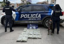 Unidad K9 decomisa 13 mil dosis de drogas en paqueterías de León e Irapuato