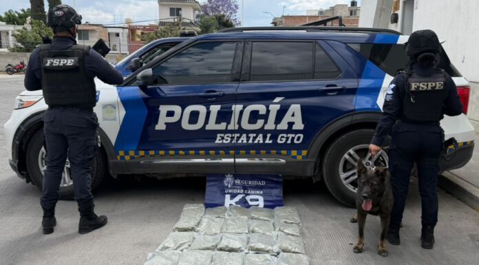 Unidad K9 decomisa 13 mil dosis de drogas en paqueterías de León e Irapuato