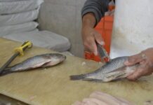 Secretaría de Salud verificó 700kg de productos del mar en Guanajuato